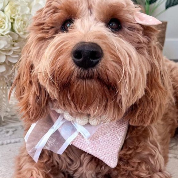 Cottage Phebes | White Necklace - Picture 1 of 3